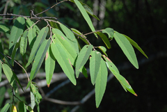 Grewia humbertii