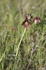 Fritillaria biflora ineziana