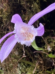 Pleione formosana