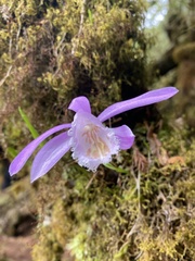 Pleione formosana