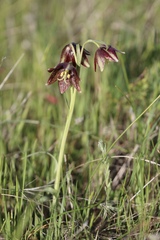 Fritillaria biflora ineziana