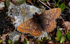 Boloria improba