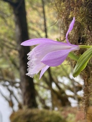 Pleione formosana
