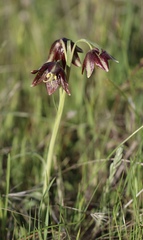 Fritillaria biflora ineziana