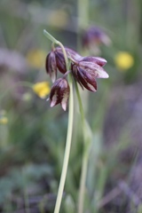Fritillaria biflora ineziana