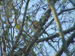 Pheugopedius maculipectus
