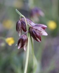 Fritillaria biflora ineziana