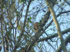 Pheugopedius maculipectus