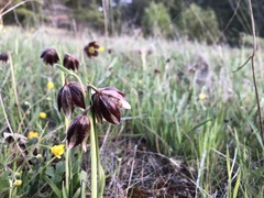 Fritillaria biflora ineziana