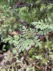 Hymenophyllum paniculiflorum
