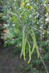 Salvadora angustifolia