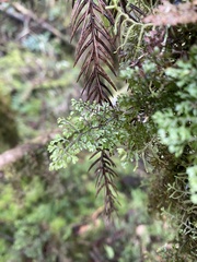 Hymenophyllum paniculiflorum