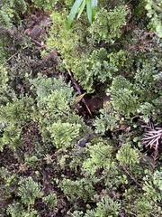Hymenophyllum paniculiflorum
