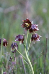 Fritillaria biflora ineziana