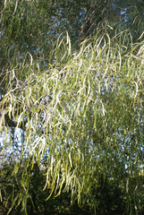 Salvadora angustifolia