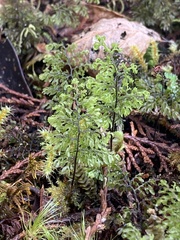 Hymenophyllum paniculiflorum