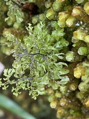 Hymenophyllum paniculiflorum