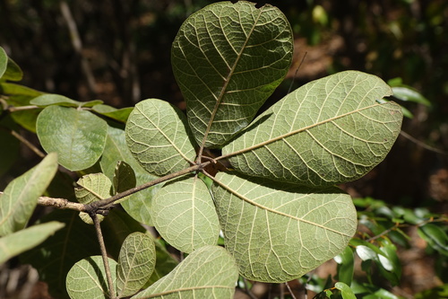 Vitex perrieri image