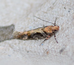 Aristotelia psoraleae
