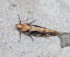 Aristotelia psoraleae