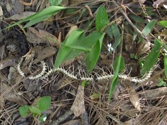 Necrophila americana