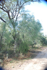 Salvadora angustifolia