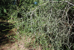 Euphorbia tirucalli — photo 2