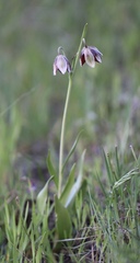 Fritillaria biflora ineziana
