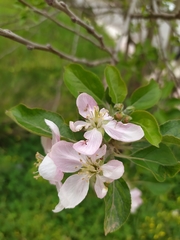 Malus domestica