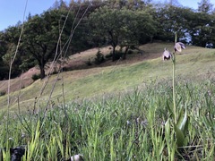 Fritillaria biflora ineziana