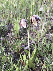 Fritillaria biflora ineziana