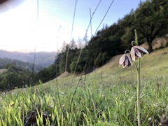 Fritillaria biflora ineziana