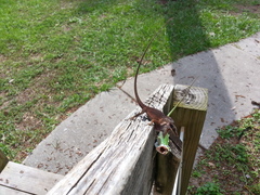 Anolis carolinensis