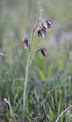 Fritillaria biflora ineziana