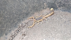 Leiurus hebraeus