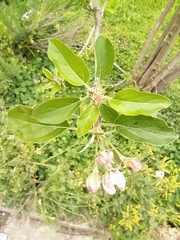 Malus domestica