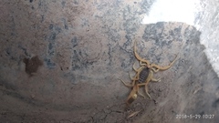 Leiurus hebraeus