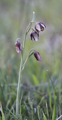 Fritillaria biflora ineziana