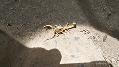 Leiurus hebraeus