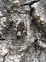 Nuctenea silvicultrix