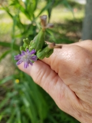 Lactuca graminifolia