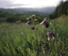 Fritillaria biflora ineziana