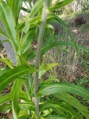 Lactuca graminifolia