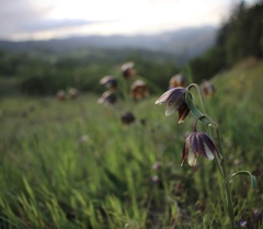 Fritillaria biflora ineziana