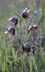 Fritillaria biflora ineziana