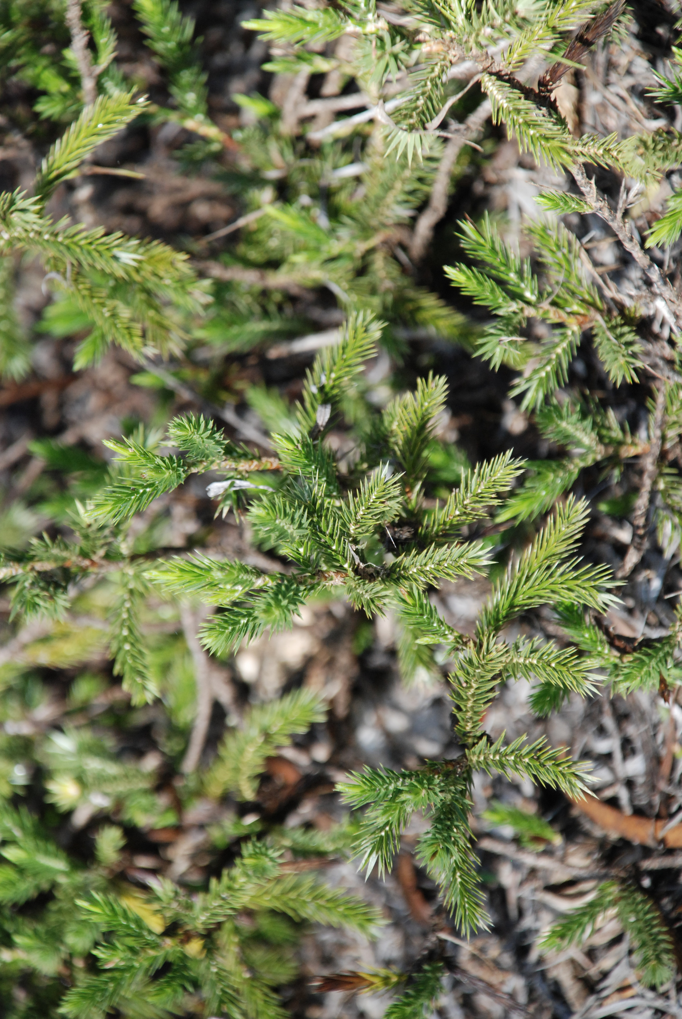Macledium grandidieri