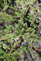 Macledium grandidieri