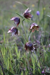 Fritillaria biflora ineziana