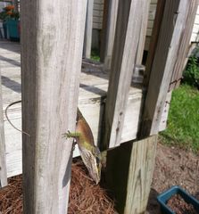 Anolis carolinensis