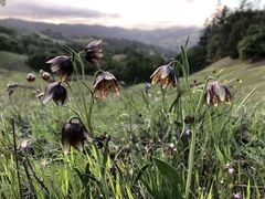 Fritillaria biflora ineziana